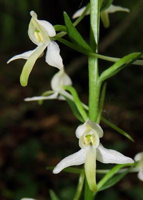 Orchis à deux feuilles (Platanthera bifolia)