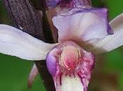 Limodore feuilles avortées (Limodorum abortivum)