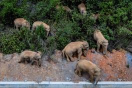 Les éléphants en vadrouille : nouvelle attraction en vogue en Chine Les éléphants en vadrouille : nouvelle attraction en vogue en Chine