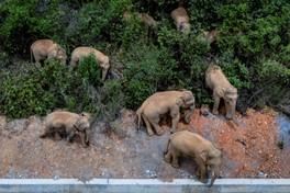 Les éléphants en vadrouille : nouvelle attraction en vogue en Chine