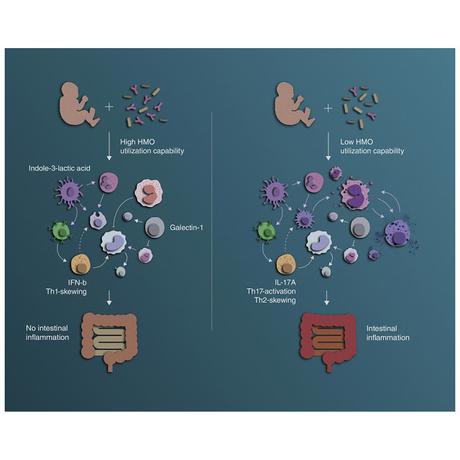#Cell #bifidobactérie #systèmeimmunitaire Le système immunitaire contrôlé par les bifidobactéries marque de son empreinte le début de la vie #Cell #bifidobactérie #systèmeimmunitaire Le système immunitaire contrôlé par les bifidobactéries marque de son empreinte le début de la vie