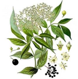 J'ai testé la fabrication du champagne des fées J'ai testé la fabrication du champagne des fées