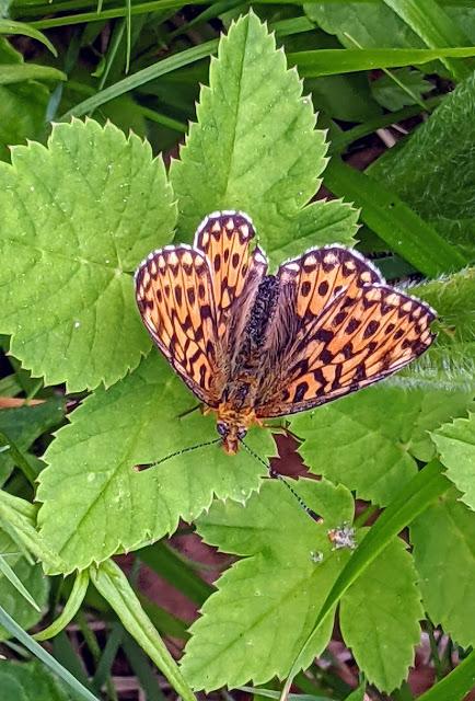 Boloria selene & Anguis fragilis — Mittenwald 18.06.2021 — 4 Bilder / 4 photos Boloria selene & Anguis fragilis — Mittenwald 18.06.2021 — 4 Bilder / 4 photos