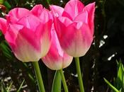 Divers Quelques fleurs notre jardin