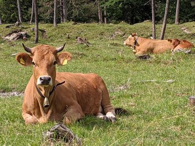 Isar, Riedboden und glückliche Kühe zwischen Mittenwald und Scharnitz — 19 Bilder