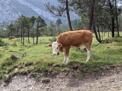 Isar, Riedboden und glückliche Kühe zwischen Mittenwald und Scharnitz — 19 Bilder