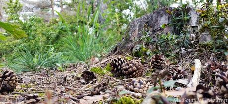 Week-end Bushcraft