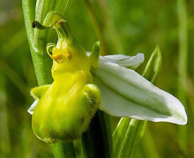 Ophrys abeille var. chloranta (Ophrys apifera var. chlorantha)