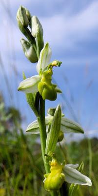 Ophrys abeille var. chloranta (Ophrys apifera var. chlorantha)