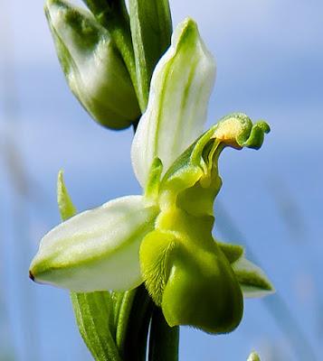 Ophrys abeille var. chloranta (Ophrys apifera var. chlorantha)