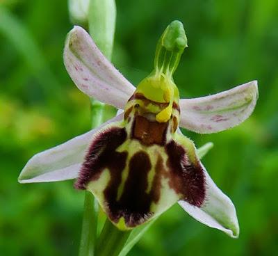 Ophrys abeille var. botteronii (Ophrys apifera var. botteronii)