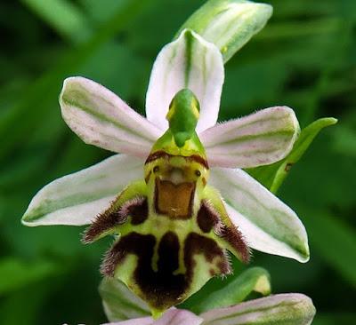Ophrys abeille var. botteronii (Ophrys apifera var. botteronii)
