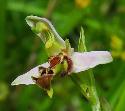 Ophrys abeille var. curviflora (Ophrys apifera var. curviflora)