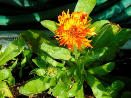 Panzanella aux saucisses végétales forestières