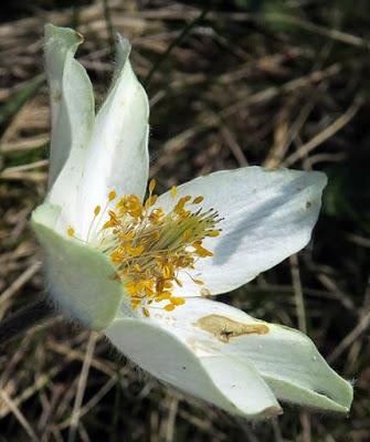 Anémone d'Autriche (Anemone alpina)