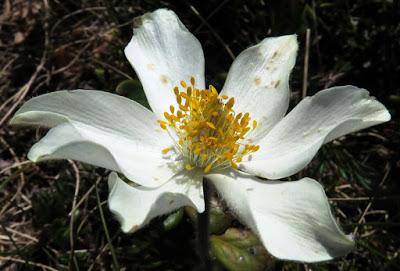 Anémone d'Autriche (Anemone alpina)