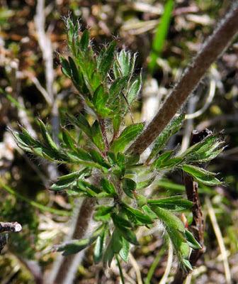 Anémone d'Autriche (Anemone alpina)