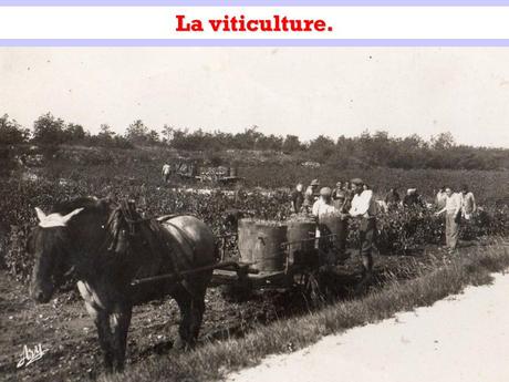 La France - Le Var, la viticulture et la fabrication de pipes