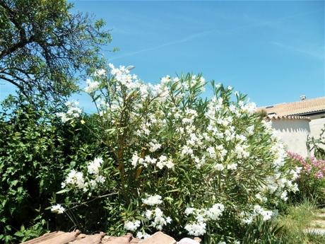 jardin,jardinage,fleurs,plantes,cactus,laurier rose,bégonia,juin,été