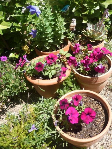 jardin,jardinage,fleurs,plantes,cactus,laurier rose,bégonia,juin,été