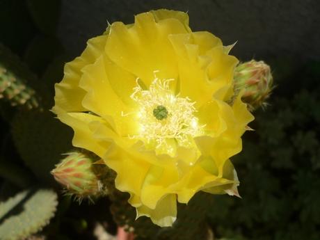 jardin,jardinage,fleurs,plantes,cactus,laurier rose,bégonia,juin,été