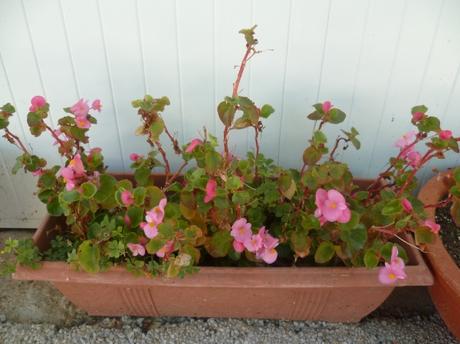 jardin,jardinage,fleurs,plantes,cactus,laurier rose,bégonia,juin,été