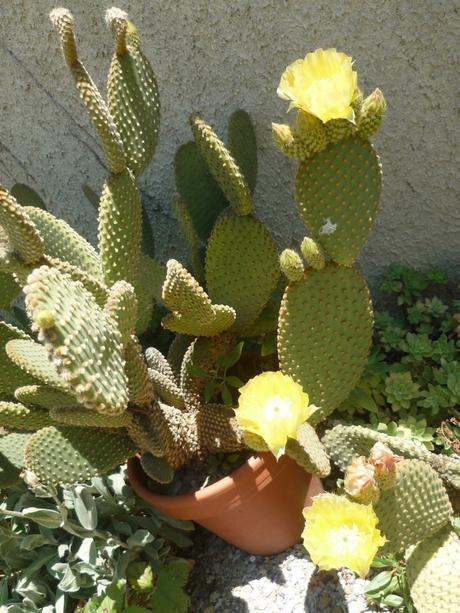 jardin,jardinage,fleurs,plantes,cactus,laurier rose,bégonia,juin,été