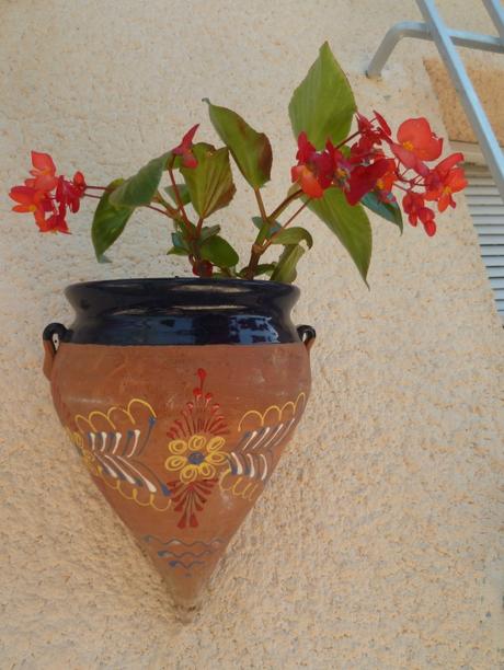 jardin,jardinage,fleurs,plantes,cactus,laurier rose,bégonia,juin,été