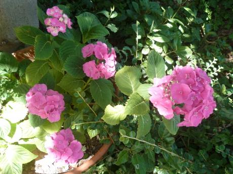 jardin,jardinage,fleurs,plantes,cactus,laurier rose,bégonia,juin,été