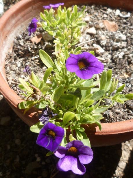 jardin,jardinage,fleurs,plantes,cactus,laurier rose,bégonia,juin,été