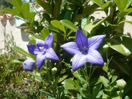 jardin,jardinage,fleurs,plantes,cactus,laurier rose,bégonia,juin,été