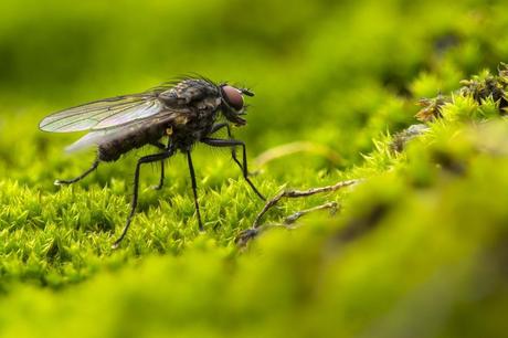 Comment se débarrasser des mouches naturellement ?