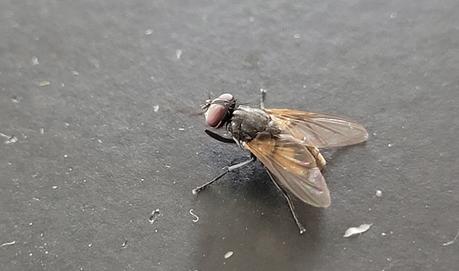 Comment se débarrasser des mouches naturellement ?