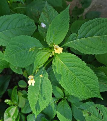 Balsamine à petites fleurs (Impatiens parviflora) Balsamine à petites fleurs (Impatiens parviflora)