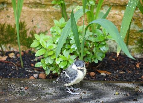 et puis la caravane passe