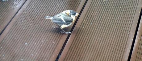 et puis la caravane passe