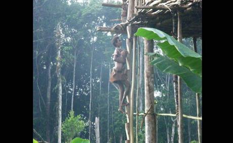 Pays Etranger - Le peuple des arbres Foret tropicale