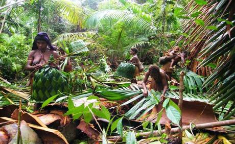 Pays Etranger - Le peuple des arbres Foret tropicale Pays Etranger - Le peuple des arbres Foret tropicale