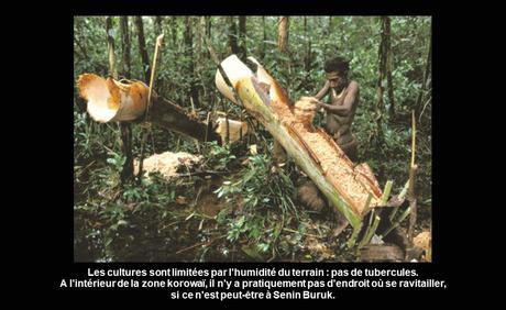 Pays Etranger - Le peuple des arbres Foret tropicale
