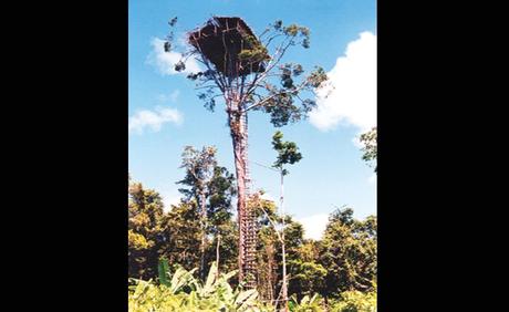 Pays Etranger - Le peuple des arbres Foret tropicale Pays Etranger - Le peuple des arbres Foret tropicale