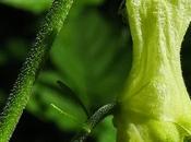 Aconit tue-loup (Aconitum lycoctonum subsp. vulparia)