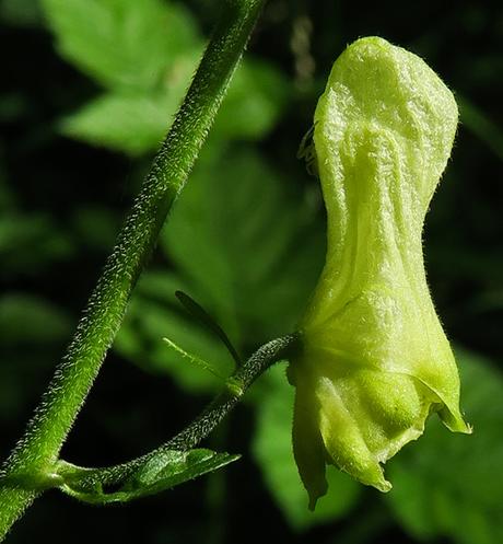 Aconit tue-loup (Aconitum lycoctonum subsp. vulparia)
