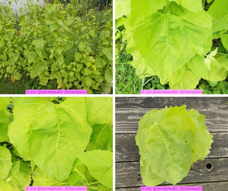 Arroche farcie au riz aromatisé (Vegan)