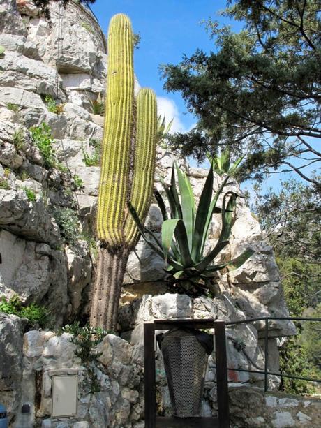 Trichocereus pasacana au jardin exotique. Photo: Tangopaso (Public Domain)