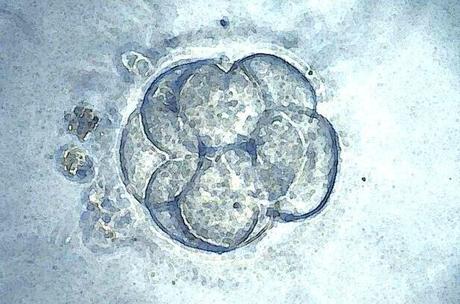 Bioéthique 2021 (11) : adoption définitive du texte, les embryons humains protestent ! Bioéthique 2021 (11) : adoption définitive du texte, les embryons humains protestent !