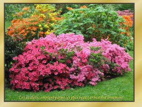 Le Pintemps et les fleurs