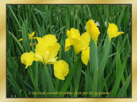 Le Pintemps et les fleurs