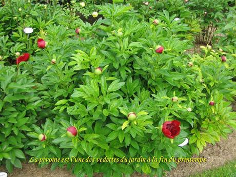 Le Pintemps et les fleurs