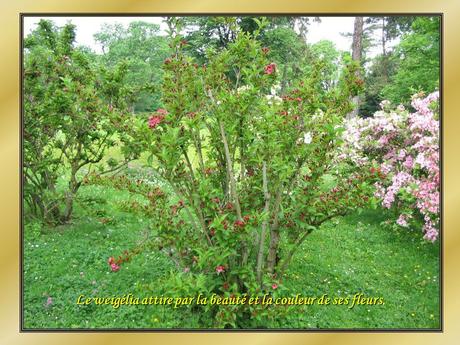 Le Pintemps et les fleurs