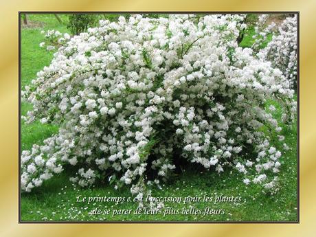 Le Pintemps et les fleurs